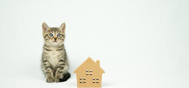 猫と暮らす家を建てよう　猫の特性や習性を活かした間取りのポイント
